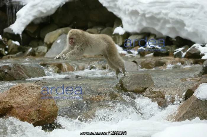 : Japanese Macaque Monkey - leaping across river : Japanese Macaque Monkey - leaping across river