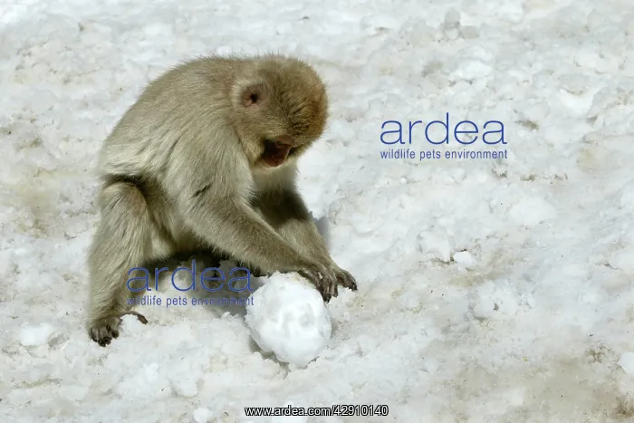 : Japanese Macaque Monkey - making snowball