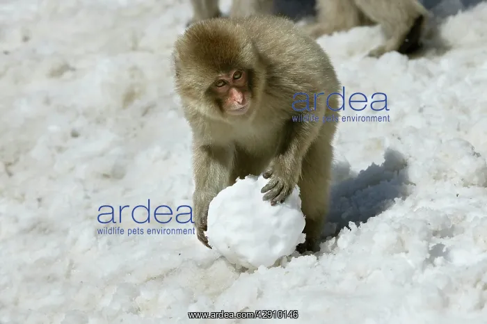 : Japanese Macaque Monkey - making snowball : Japanese Macaque Monkey - making snowball