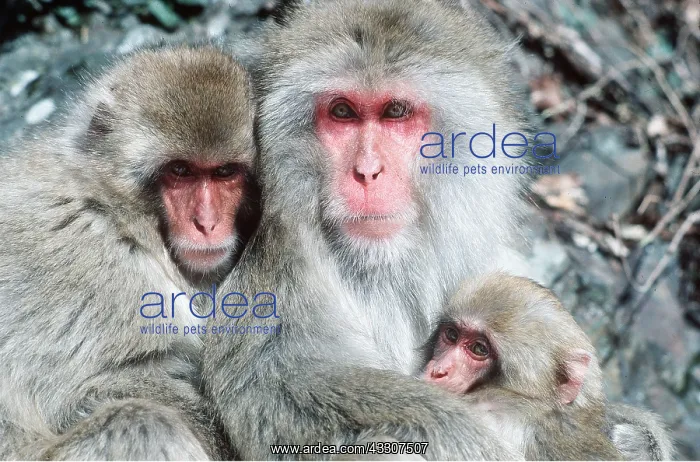 : Japanese Macaque Monkey - Mother, baby and previous : Japanese Macaque Monkey - Mother, baby and previous