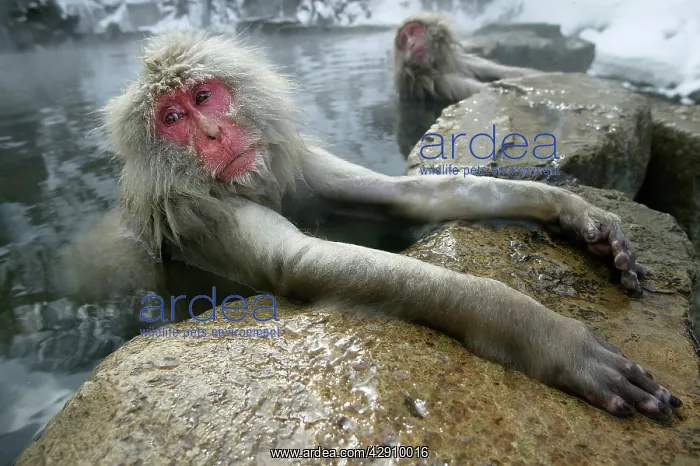 : Japanese Macaque Monkey - relaxing in hot spring : Japanese Macaque Monkey - relaxing in hot spring