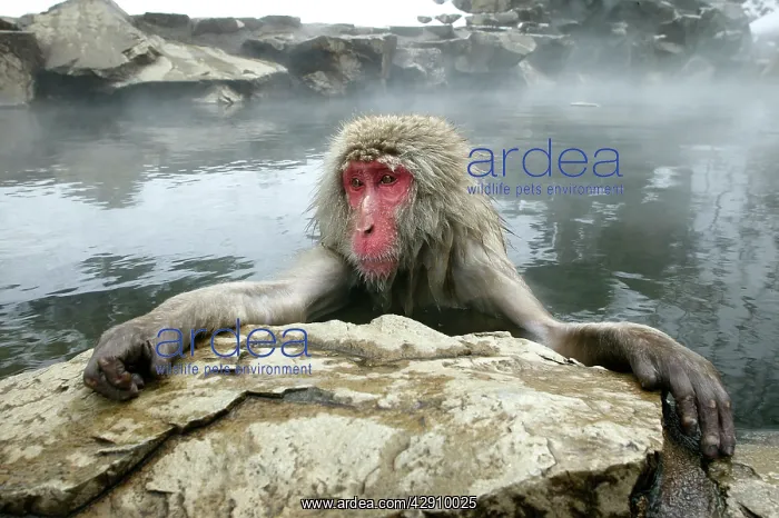 : Japanese Macaque Monkey - relaxing in hot spring : Japanese Macaque Monkey - relaxing in hot spring