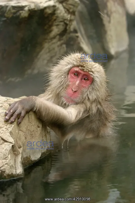 : Japanese Macaque Monkey - relaxing in hot spring : Japanese Macaque Monkey - relaxing in hot spring