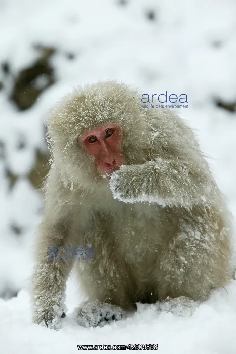 : Japanese Macaque Monkey - sitting in snow : Japanese Macaque Monkey - sitting in snow