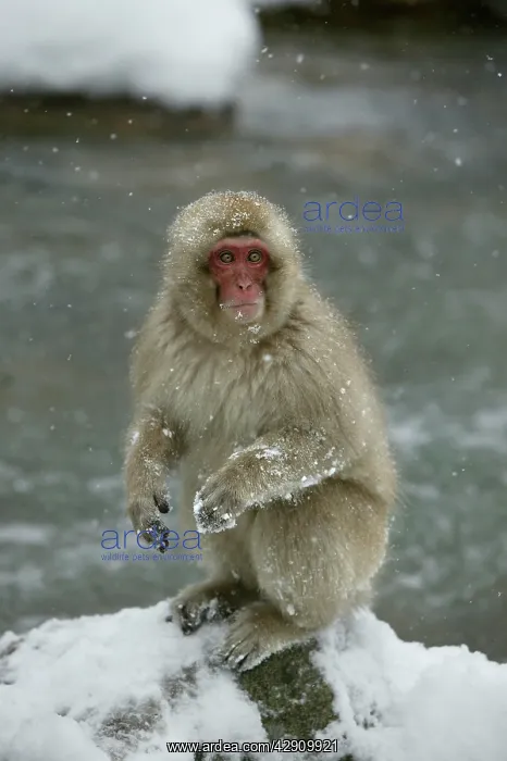  : Japanese Macaque Monkey - sitting in snow