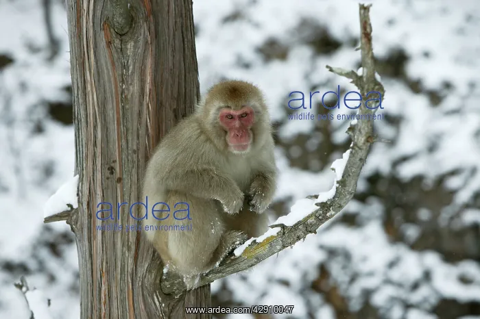 : Japanese Macaque Monkey - sitting in tree : Japanese Macaque Monkey - sitting in tree