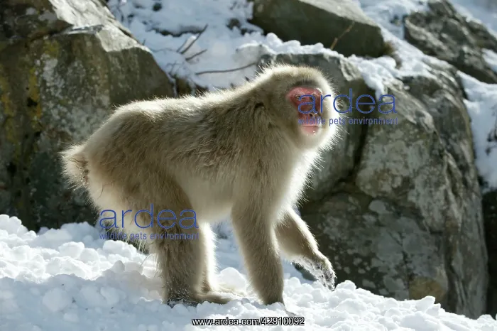 : Japanese Macaque Monkey - in snow : Japanese Macaque Monkey - in snow