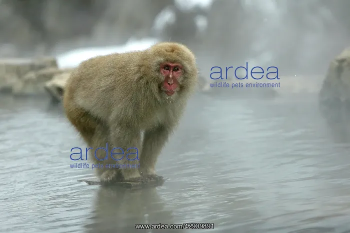 : Japanese Macaque Monkey - standing on rock in middle : Japanese Macaque Monkey - standing on rock in middle