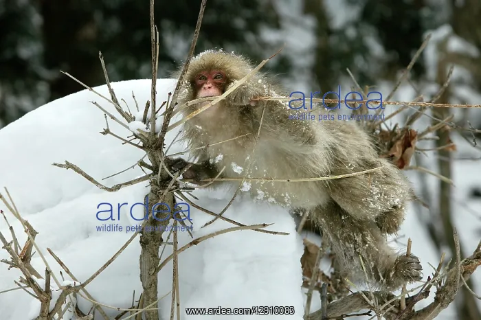 : Japanese Macaque Monkey - in tree, biting branch : Japanese Macaque Monkey - in tree, biting branch