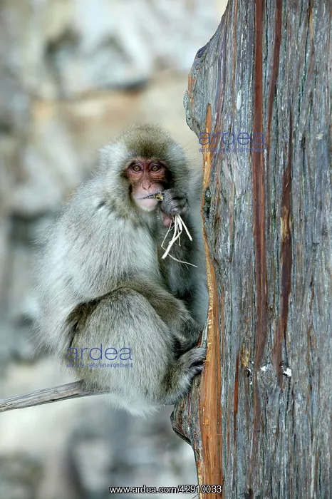 : Japanese Macaque Monkey - in tree, eating : Japanese Macaque Monkey - in tree, eating