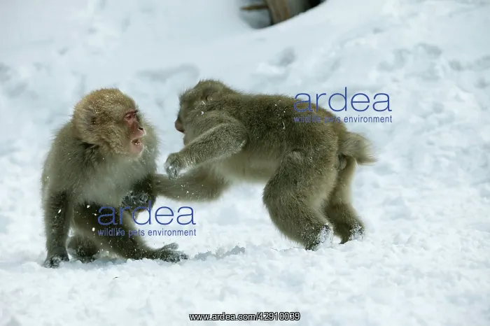 : Japanese Macaque Monkey - two, showing aggression : Japanese Macaque Monkey - two, showing aggression