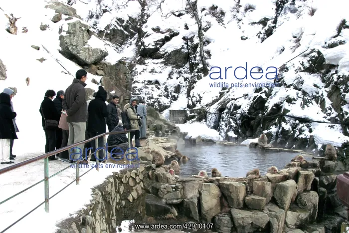  : Japanese Macaque Monkey - being watched by tourists