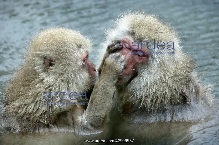 : Japanese Macaque Monkey - two in water, grooming each other : Japanese Macaque Monkey - two in water, grooming each other