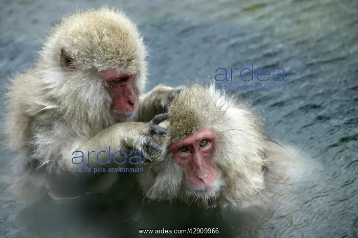  : Japanese Macaque Monkey - two in water, grooming each other