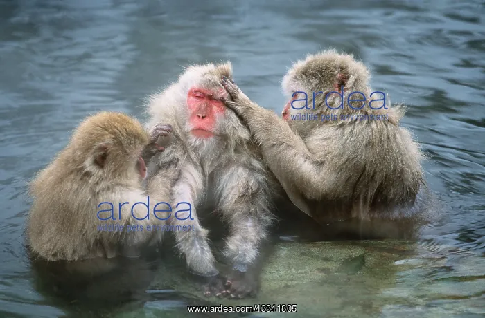 : JAPANESE MACAQUE MONKEY - in water grooming : JAPANESE MACAQUE MONKEY - in water grooming
