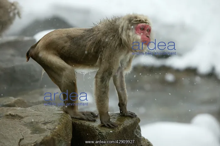 : Japanese Macaque Monkey - wet, having got out : Japanese Macaque Monkey - wet, having got out
