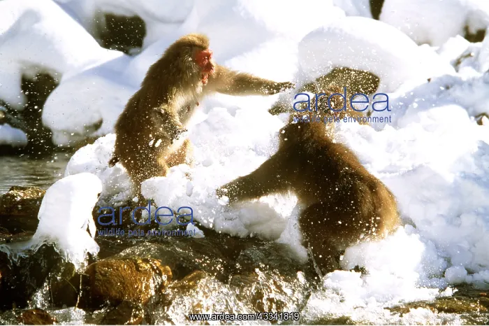 : JAPANESE MACAQUE MONKEY - x two aggressive play fighting : JAPANESE MACAQUE MONKEY - x two aggressive play fighting