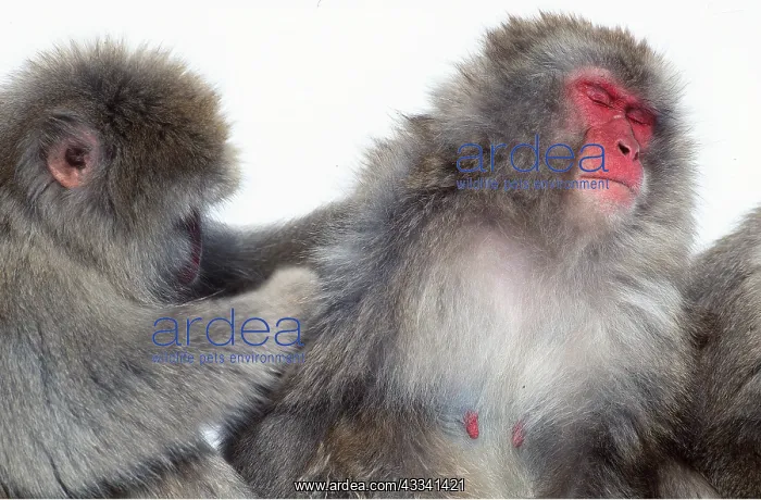 : Japanese Macaque Monkey - x two, grooming : Japanese Macaque Monkey - x two, grooming