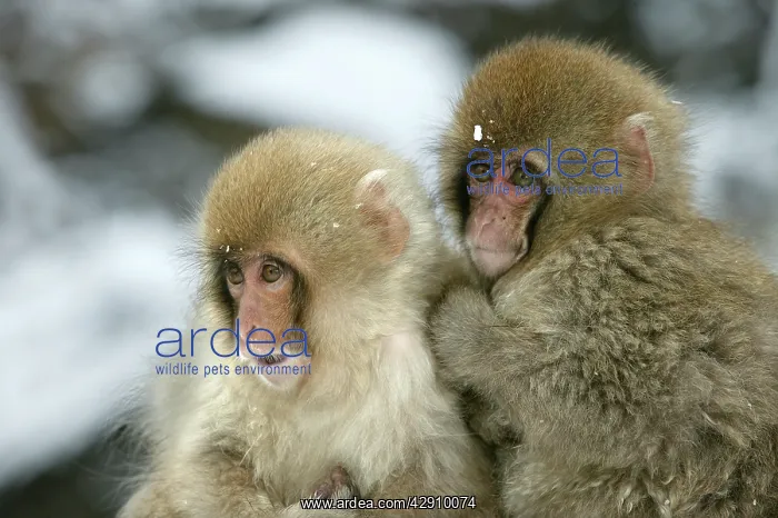 : Japanese Macaque Monkey - two young : Japanese Macaque Monkey - two young