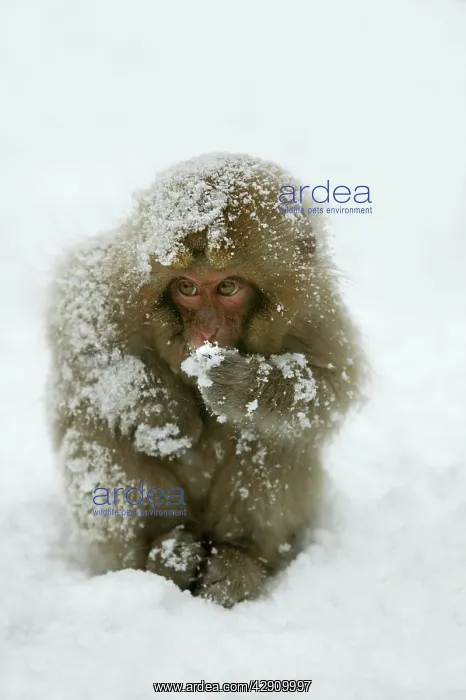 : Japanese Macaque Monkey - young, huddled in snow : Japanese Macaque Monkey - young, huddled in snow