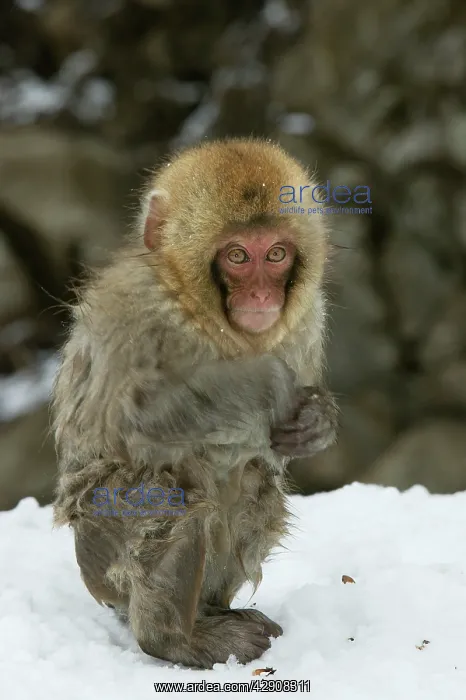 : Japanese Macaque Monkey - young, wet : Japanese Macaque Monkey - young, wet
