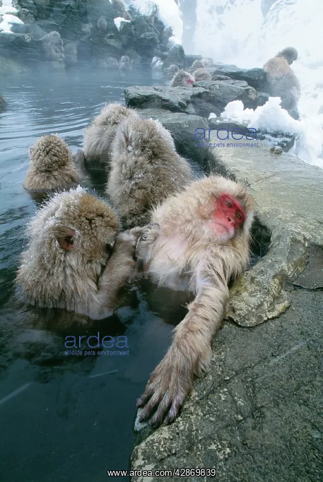 : Japanese Macaque Monkeys - group in hot springs to keep warm : Japanese Macaque Monkeys - group in hot springs to keep warm