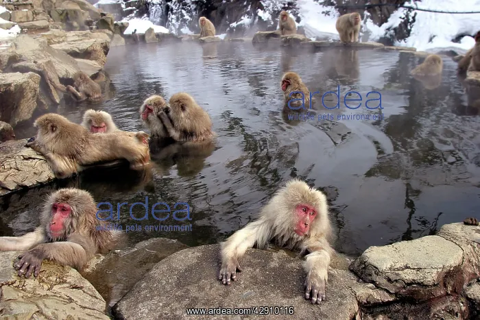 : Japanese Macaque Monkeys - relaxing in hot springs : Japanese Macaque Monkeys - relaxing in hot springs