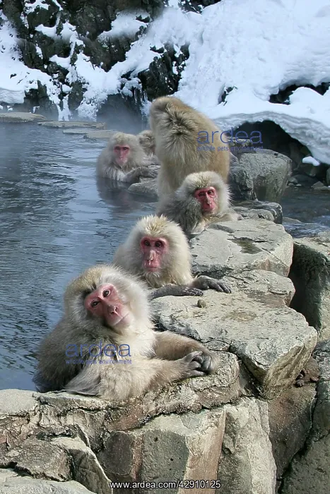 : Japanese Macaque Monkeys - relaxing in hot springs : Japanese Macaque Monkeys - relaxing in hot springs
