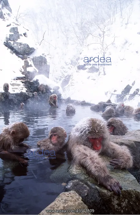 : Japanese Macaque Monkeys - in water : Japanese Macaque Monkeys - in water