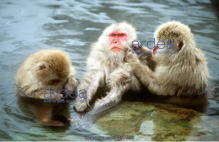 : Japanese Macaque Monkeys - in water grooming : Japanese Macaque Monkeys - in water grooming