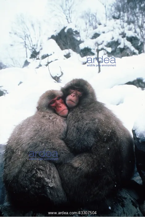 : Japanese Macaque Monkeys - x two huddled together in snow : Japanese Macaque Monkeys - x two huddled together in snow