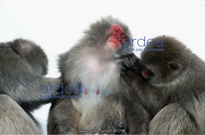 : JAPANESE MACAQUE - mutual grooming : JAPANESE MACAQUE - mutual grooming