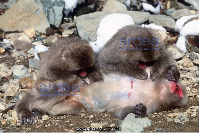 : JAPANESE MACAQUE - mutual grooming : JAPANESE MACAQUE - mutual grooming