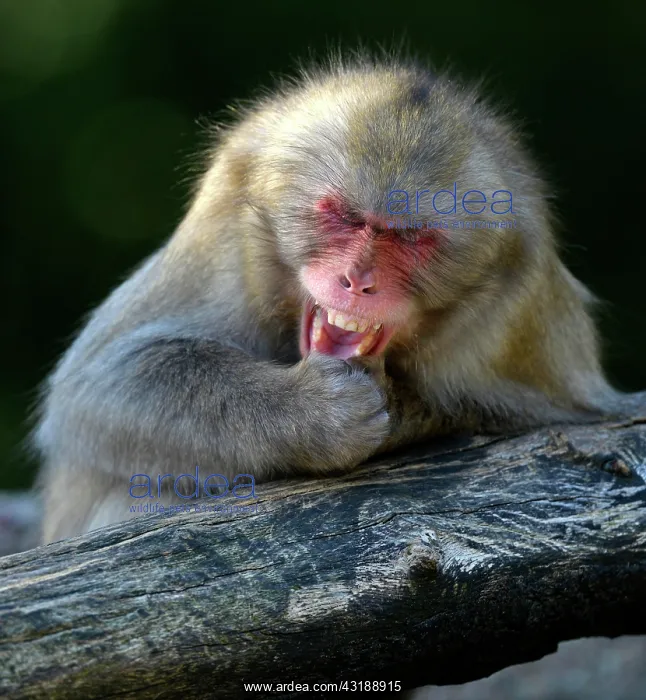: Japanese Macaque or Nihonzaru (Macaca fuscata) : Japanese Macaque or Nihonzaru (Macaca fuscata)