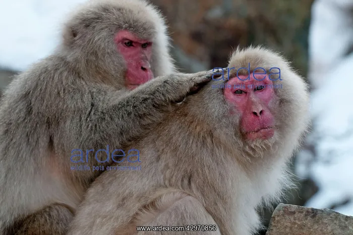 : Japanese Macaque - pair of adults grooming : Japanese Macaque - pair of adults grooming