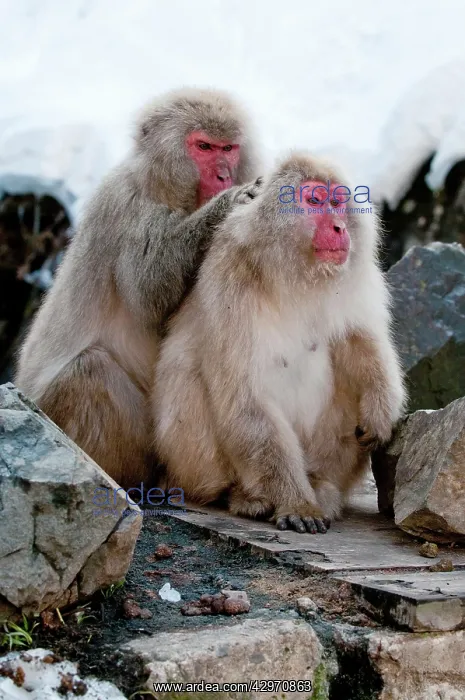 : Japanese Macaque - pair of adults grooming sitting : Japanese Macaque - pair of adults grooming sitting
