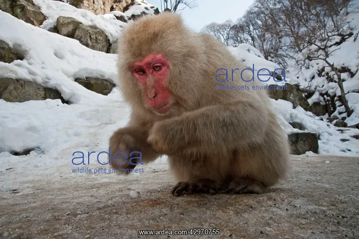 : Japanese Macaque - picking up food whilst squatting down : Japanese Macaque - picking up food whilst squatting down