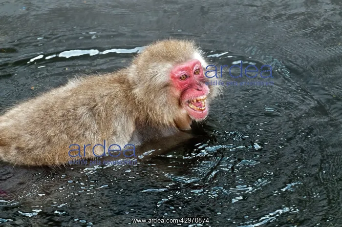 : Japanese Macaque - in pool face showing aggression : Japanese Macaque - in pool face showing aggression