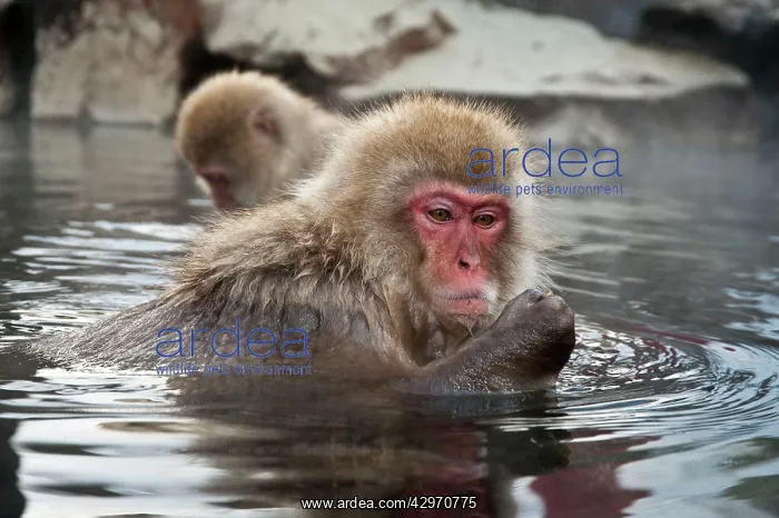 : Japanese Macaque - in pool with food in hand : Japanese Macaque - in pool with food in hand
