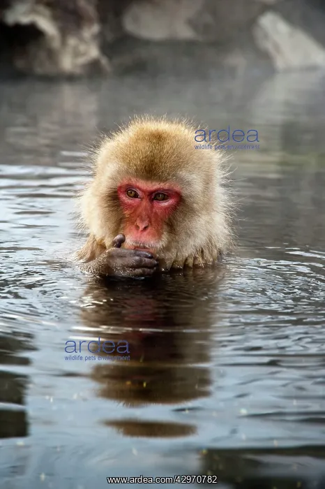 : Japanese Macaque - in pool with hand on chin : Japanese Macaque - in pool with hand on chin