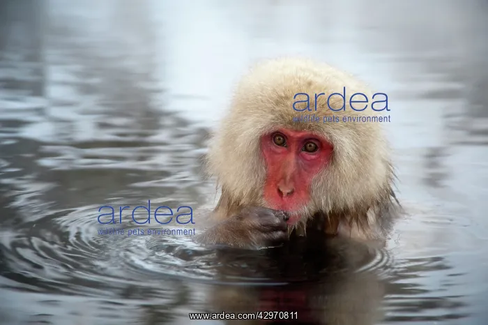 : Japanese Macaque - in pool putting food in mouth : Japanese Macaque - in pool putting food in mouth