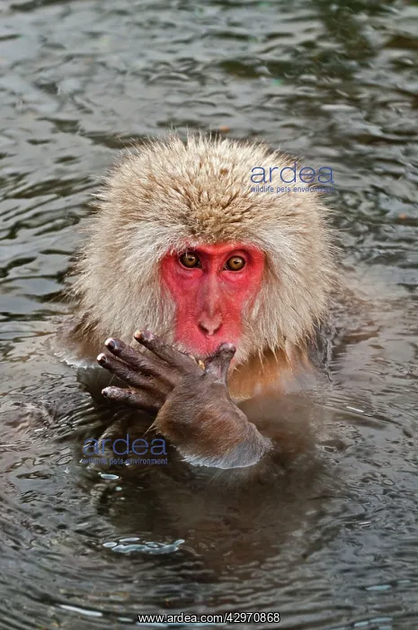 : Japanese Macaque - in pool putting food in mouth : Japanese Macaque - in pool putting food in mouth