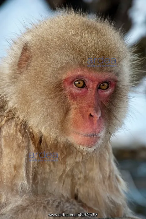 : Japanese Macaque - portrait : Japanese Macaque - portrait