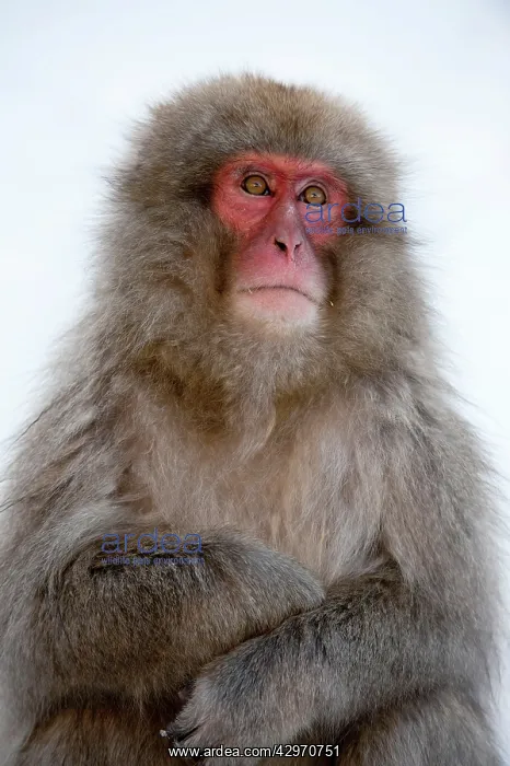  : Japanese Macaque - portrait with folded arms