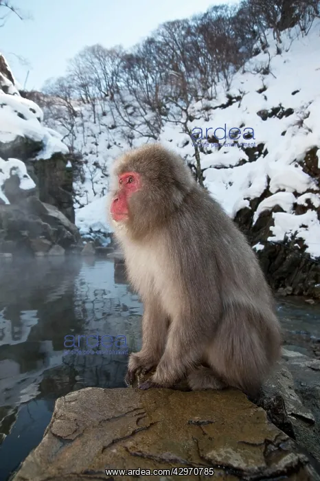 : Japanese Macaque - sitting on rock at edge of pool : Japanese Macaque - sitting on rock at edge of pool