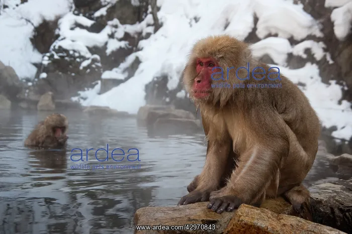 : Japanese Macaque - sitting on rock at edge of pool : Japanese Macaque - sitting on rock at edge of pool