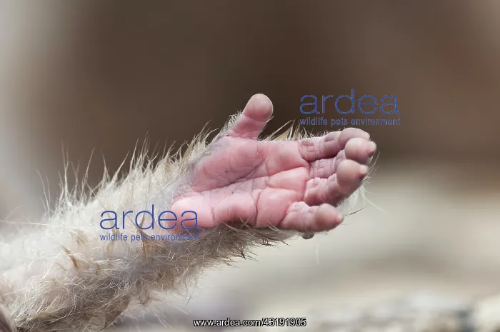: Japanese macaque or snow japanese monkey (Macaca : Japanese macaque or snow japanese monkey (Macaca