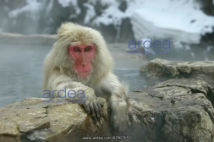 : Japanese Macaque / Snow Monkey : Japanese Macaque / Snow Monkey