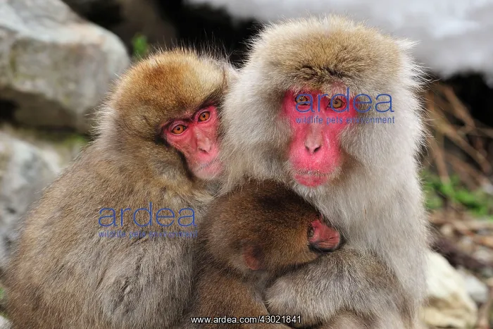 : Japanese Macaque / Snow Monkey with baby : Japanese Macaque / Snow Monkey with baby