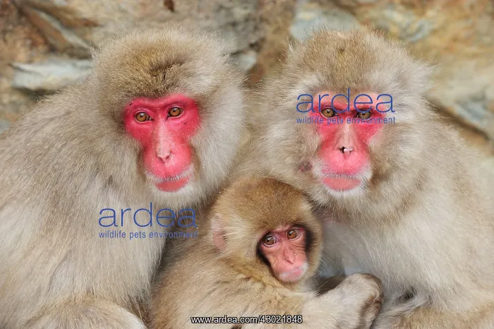 : Japanese Macaque / Snow Monkey with baby : Japanese Macaque / Snow Monkey with baby